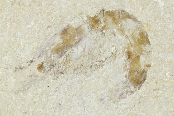Cretaceous Fossil Shrimp - Lebanon #107680